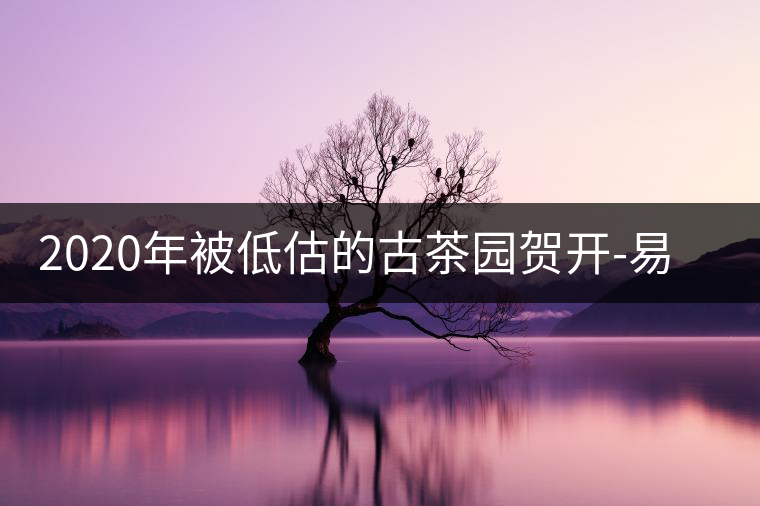 2020年被低估的古茶園賀開-易武中聘號(hào) 2020年被低估的古茶園賀開-易武中聘號(hào)