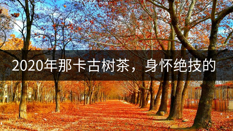 2020年那卡古樹茶，身懷絕技的“小班章” -易武中聘號