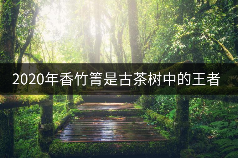 2020年香竹箐是古茶樹中的王者之尊-易武中聘號(hào) 2020年香竹箐是古茶樹中的王者之尊-易武中聘號(hào)