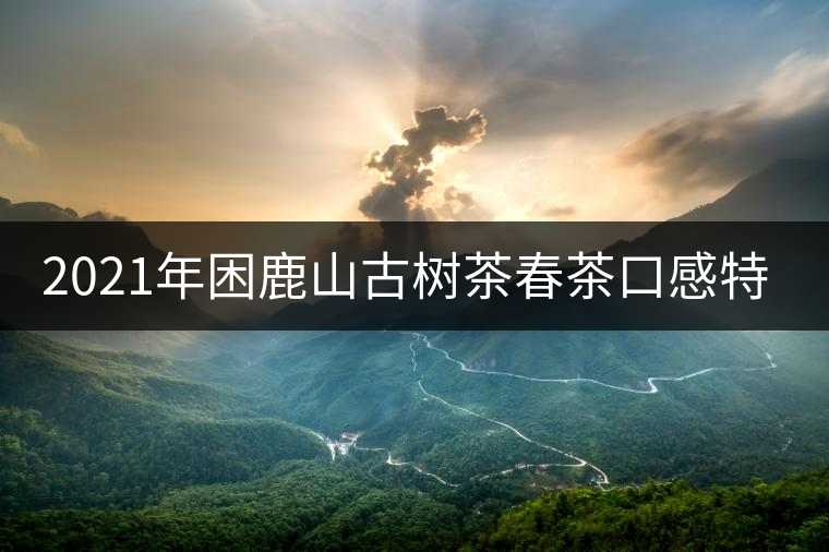 2021年困鹿山古樹茶春茶口感特點(diǎn) 2021年困鹿山古樹茶春茶口感特點(diǎn)