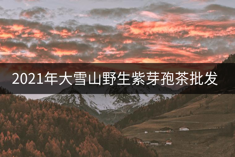 2021年大雪山野生紫芽孢茶批發(fā)價格多少錢一公斤？