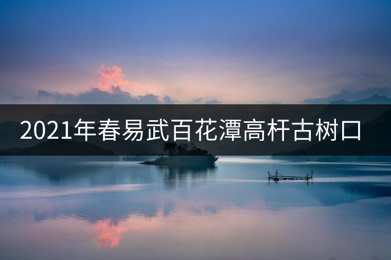 2021年春易武百花潭高桿古樹口感測評(píng)