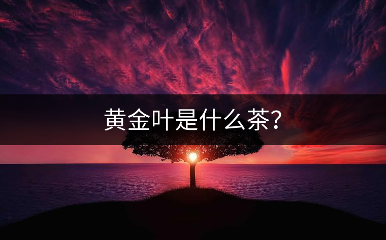 黃金葉是什么茶？