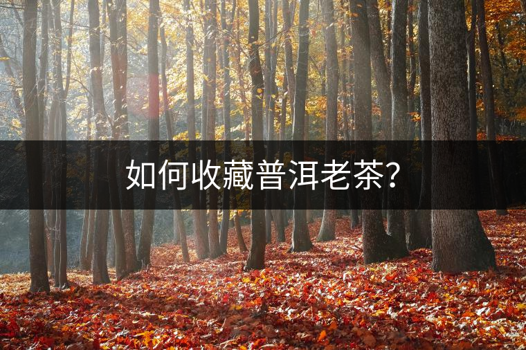 如何收藏普洱老茶？