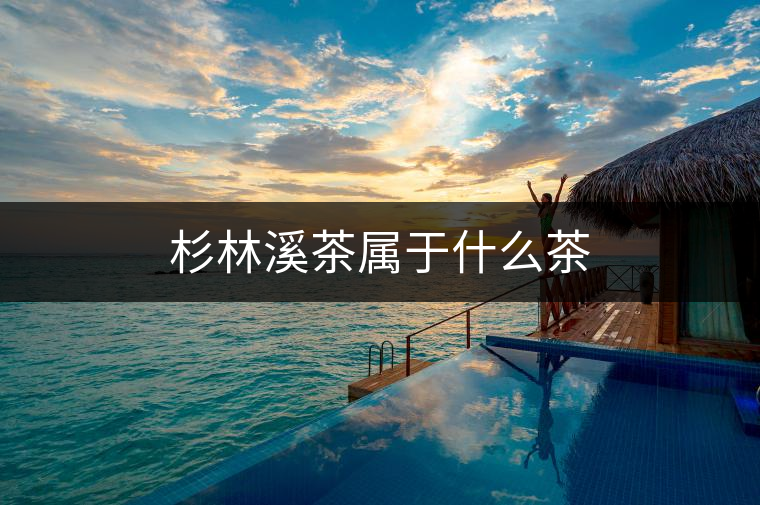 杉林溪茶屬于什么茶