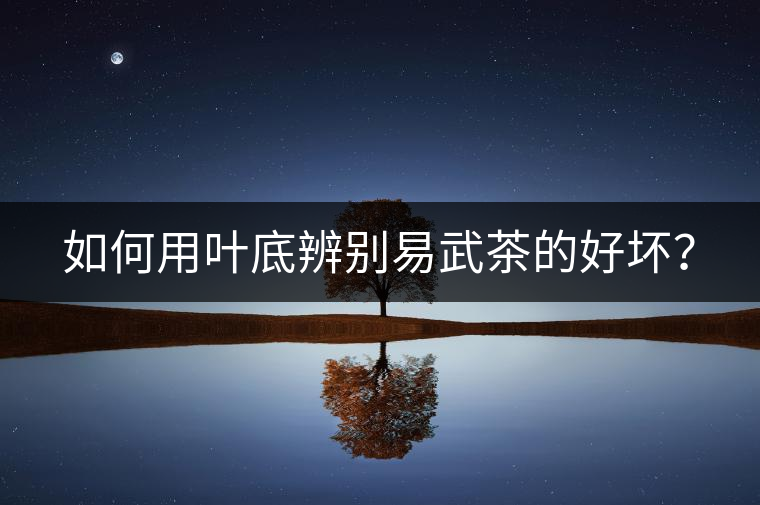 如何用葉底辨別易武茶的好壞？