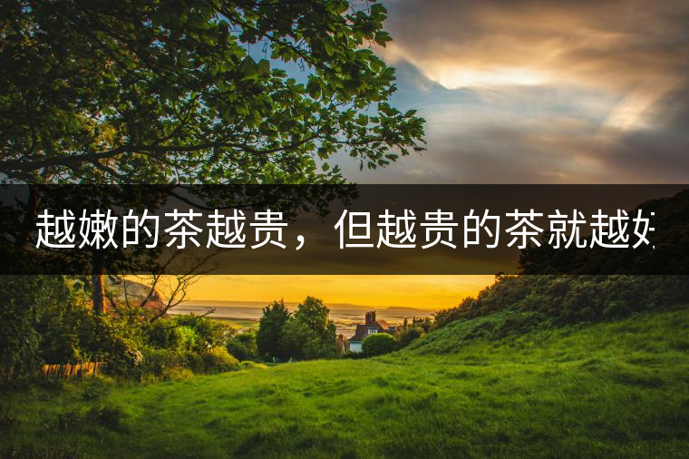 越嫩的茶越貴，但越貴的茶就越好嗎？