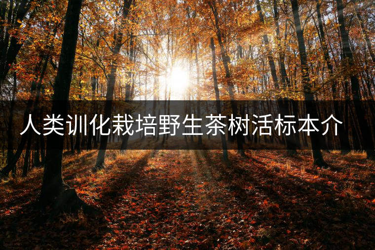 人類訓化栽培野生茶樹活標本介紹 人類訓化栽培野生茶樹活標本介紹