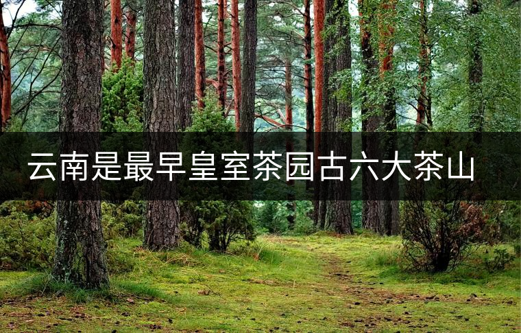 云南是最早皇室茶園古六大茶山發(fā)源地嗎？