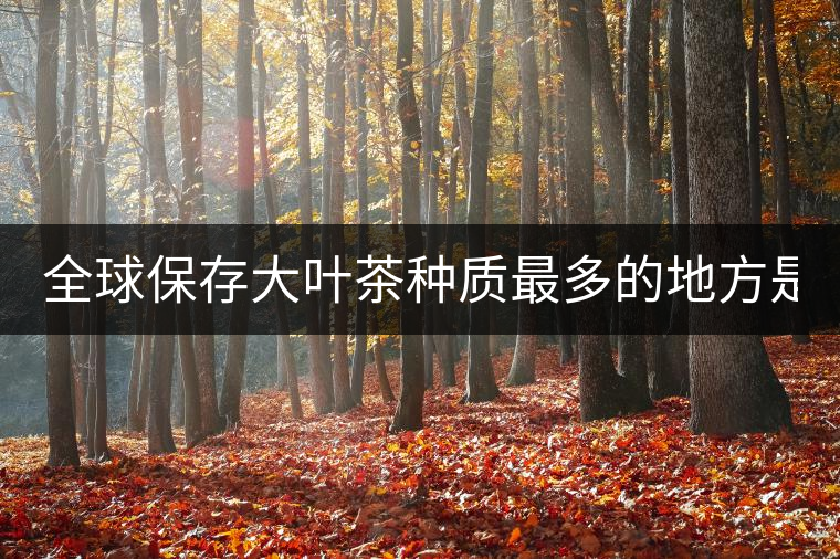 全球保存大葉茶種質(zhì)最多的地方是哪？