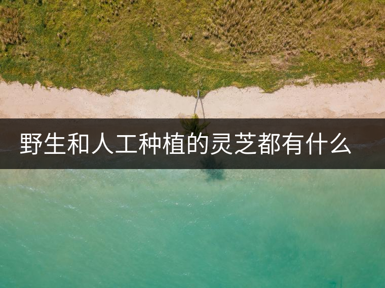 野生和人工種植的靈芝都有什么區(qū)別？