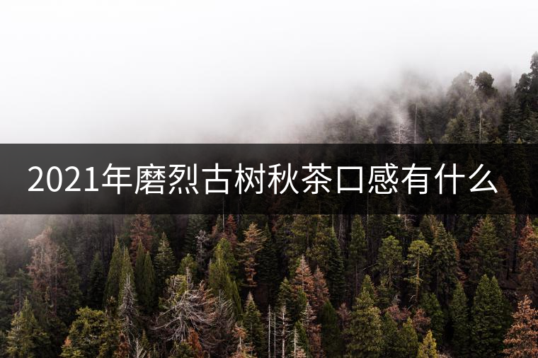 2021年磨烈古樹(shù)秋茶口感有什么特點(diǎn)？