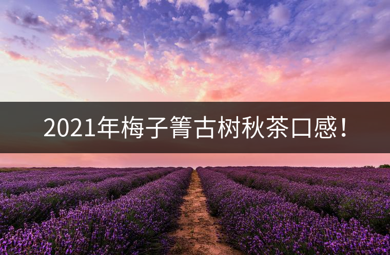 2021年梅子箐古樹秋茶口感！