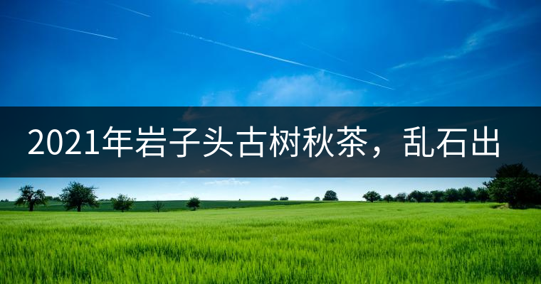 2021年巖子頭古樹(shù)秋茶，亂石出好茶！