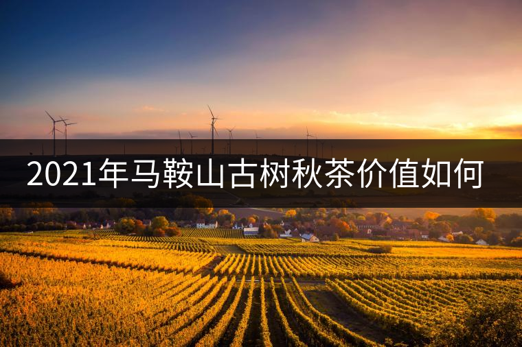 2021年馬鞍山古樹秋茶價值如何？