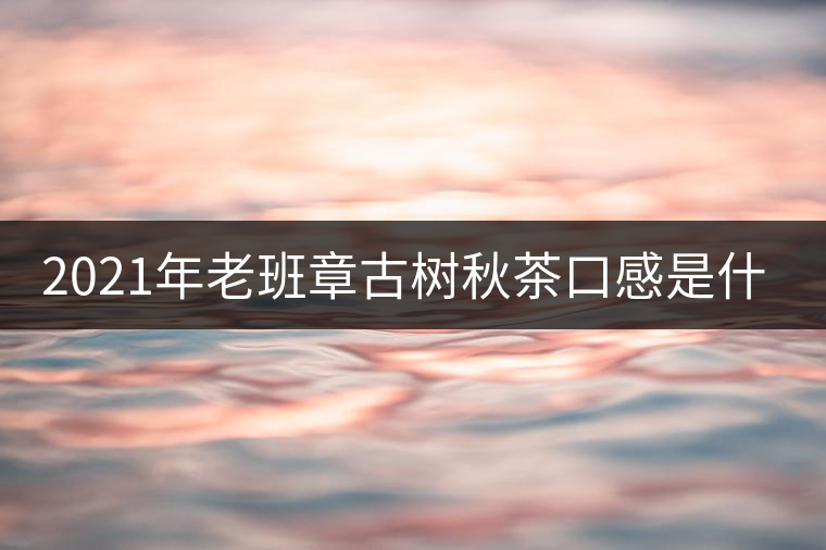 2021年老班章古樹秋茶口感是什么？