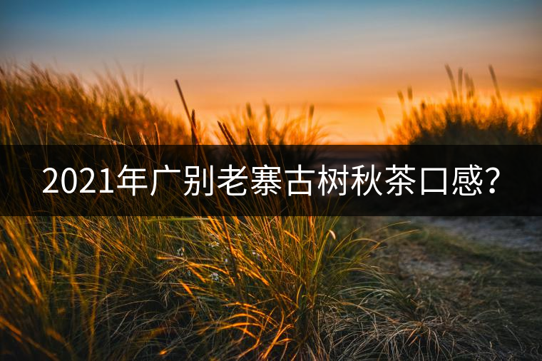2021年廣別老寨古樹秋茶口感？