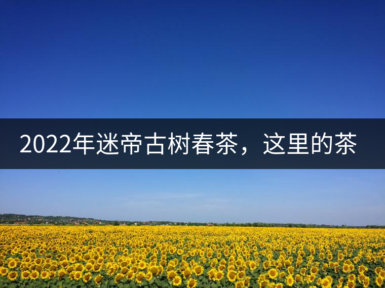 2022年迷帝古樹春茶，這里的茶 皇帝都著迷