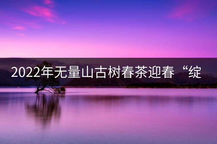 2022年無量山古樹春茶迎春“綻放”！