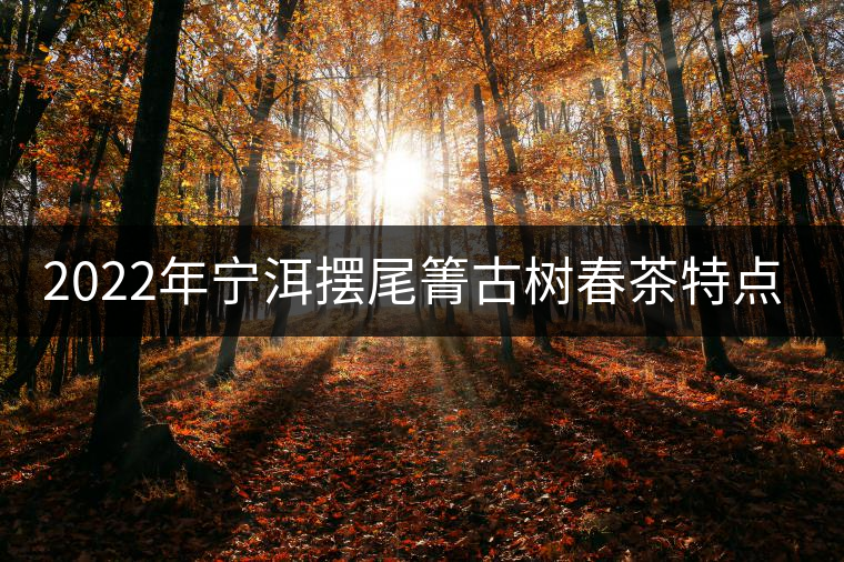 2022年寧洱擺尾箐古樹春茶特點(diǎn)？