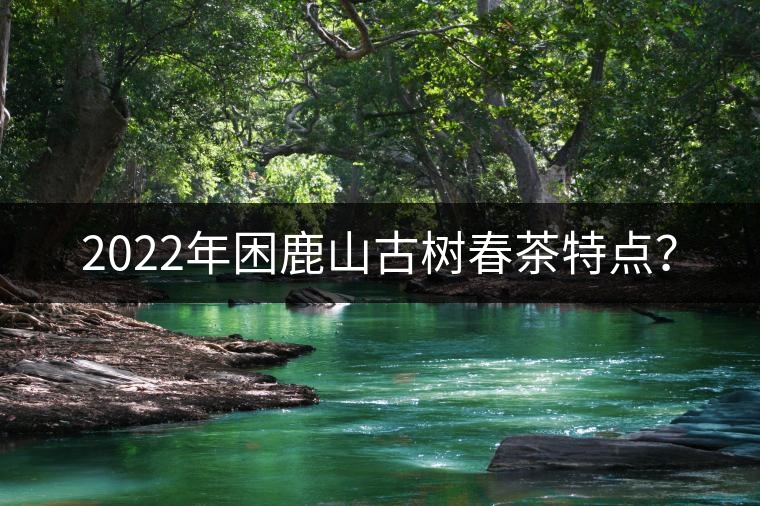 2022年困鹿山古樹(shù)春茶特點(diǎn)？
