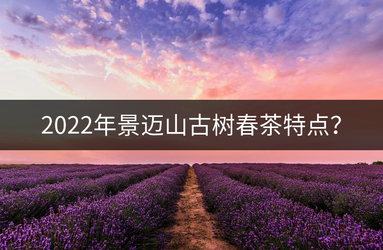 2022年景邁山古樹春茶特點？