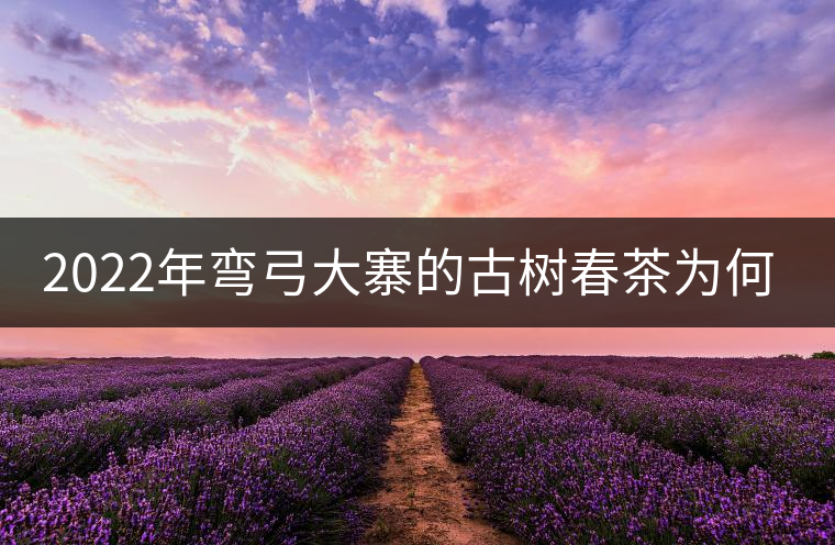 2022年彎弓大寨的古樹春茶為何如此之珍貴？