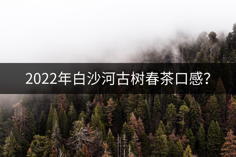 2022年白沙河古樹春茶口感？