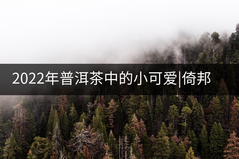 2022年普洱茶中的小可愛|倚邦貓耳朵