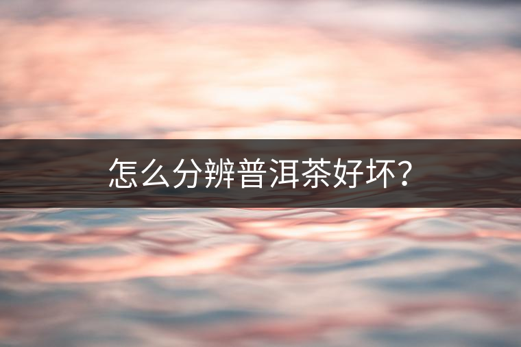 怎么分辨普洱茶好壞？