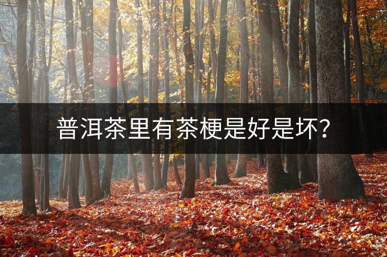 普洱茶里有茶梗是好是壞? 普洱茶里有茶梗是好是壞?