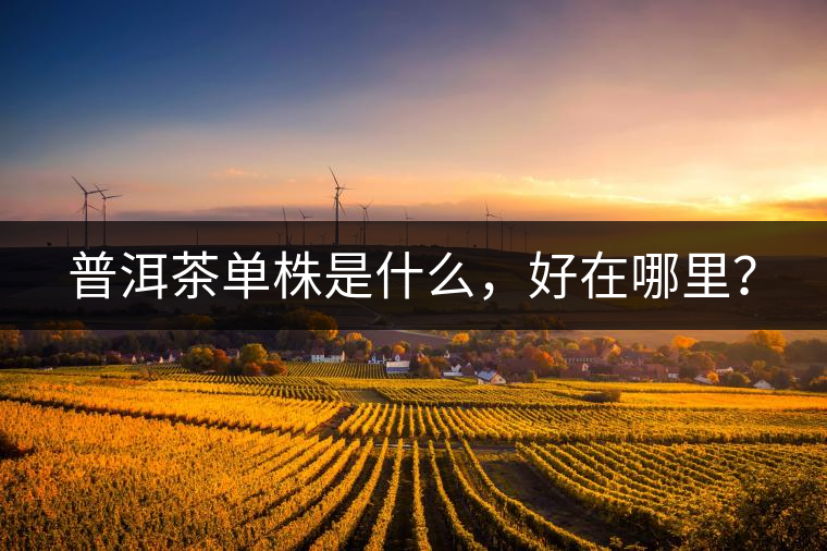 普洱茶單株是什么，好在哪里？