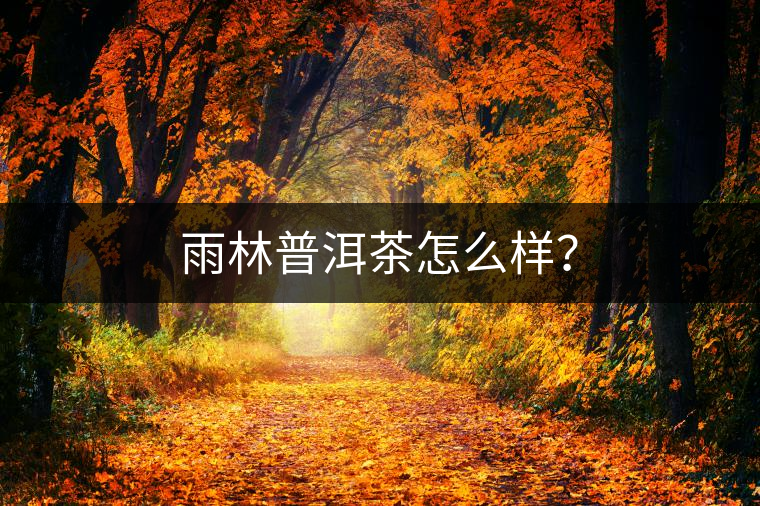 雨林普洱茶怎么樣？