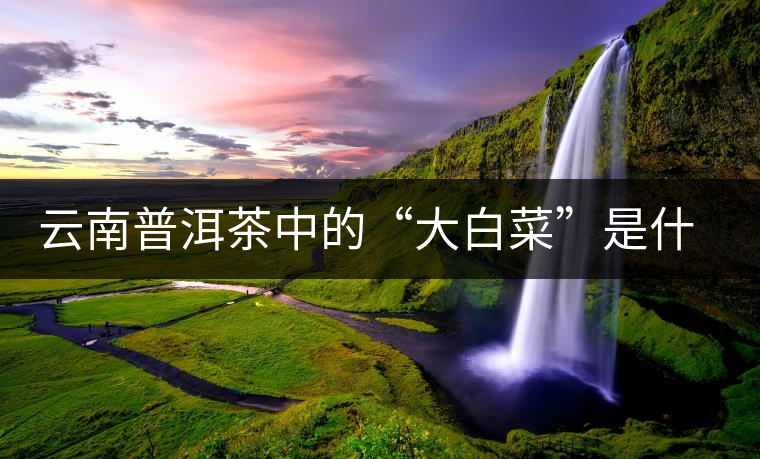 云南普洱茶中的“大白菜”是什么意思? 云南普洱茶中的“大白菜”是什么意思?