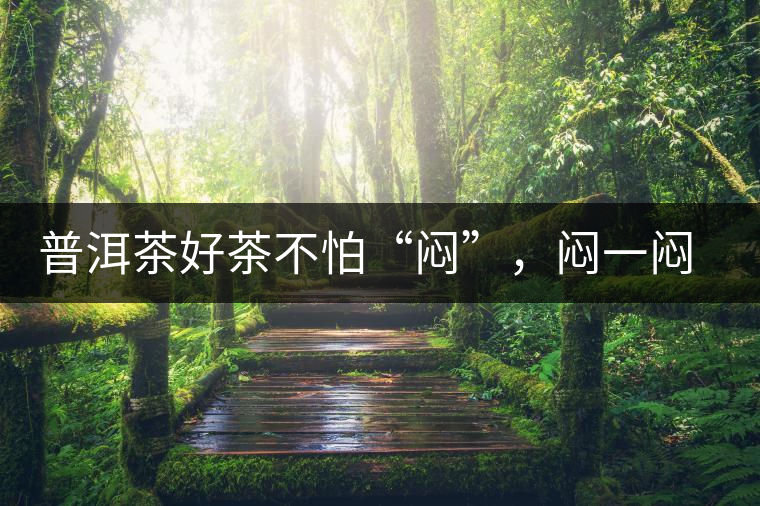 普洱茶好茶不怕“悶”，悶一悶看本味