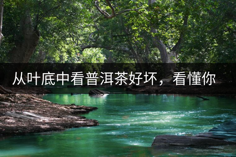 從葉底中看普洱茶好壞，看懂你就是真正的茶界高手！