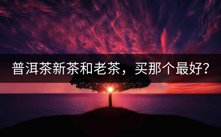 普洱茶新茶和老茶，買那個最好？