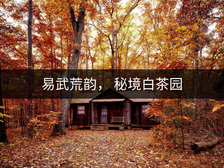 易武荒韻， 秘境白茶園