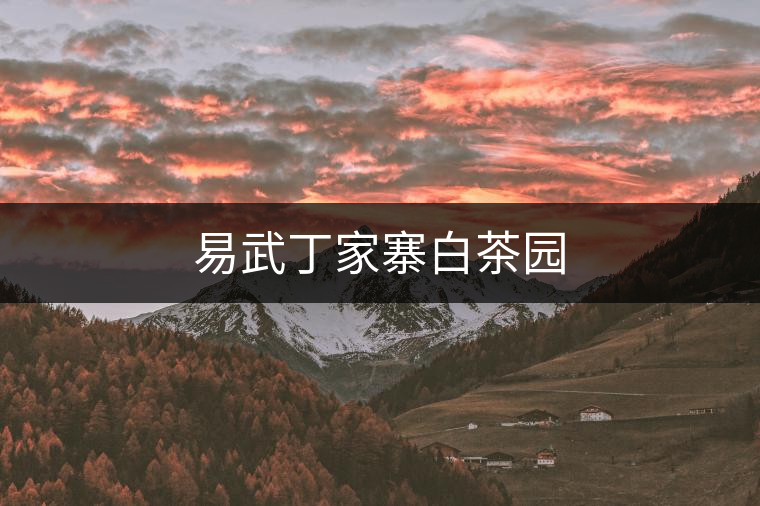 易武丁家寨白茶園