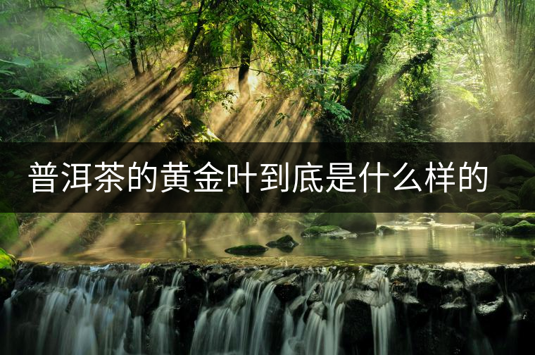 普洱茶的黃金葉到底是什么樣的存在？
