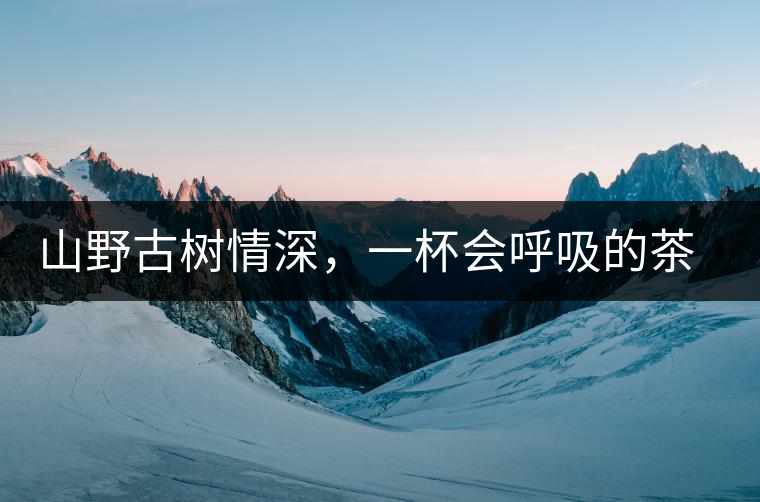 山野古樹情深，一杯會呼吸的茶滋味