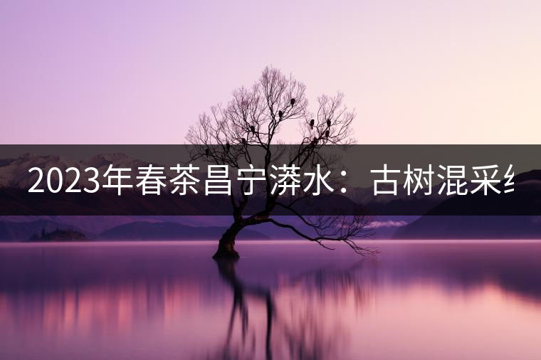 2023年春茶昌寧漭水：古樹混采純料480-600元／公斤，大樹360-420元／公斤，臺(tái)地260-300元／公斤，古樹單株均價(jià)880-1200元／公斤。