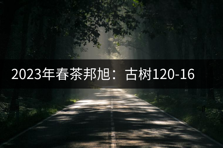 2023年春茶邦旭：古樹(shù)120-160元／公斤