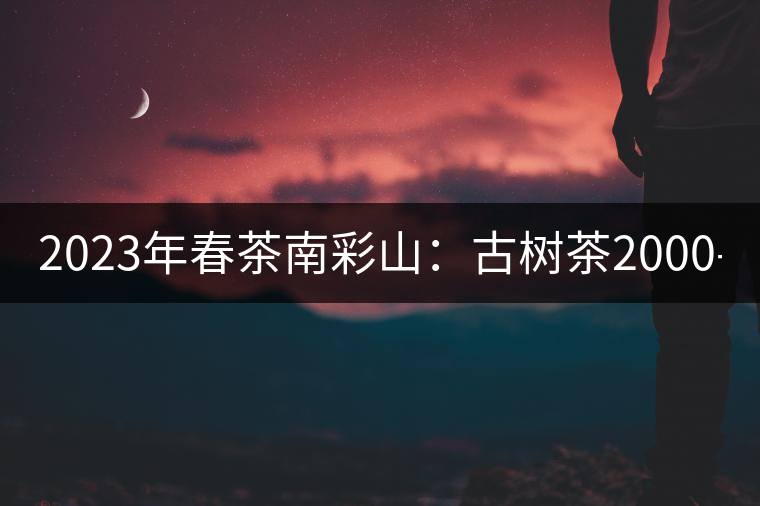 2023年春茶南彩山：古樹茶2000-2200元／公斤，大樹混采1200-1500元／公斤。