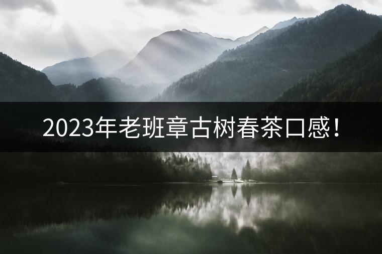 2023年老班章古樹春茶口感! 2023年老班章古樹春茶口感!