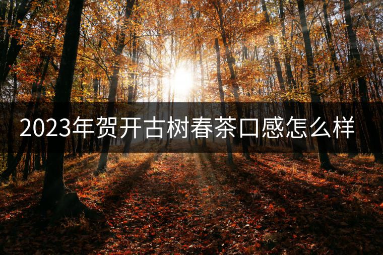 2023年賀開古樹春茶口感怎么樣？