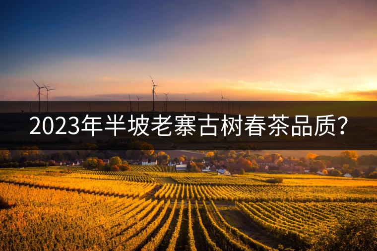 2023年半坡老寨古樹春茶品質(zhì)？