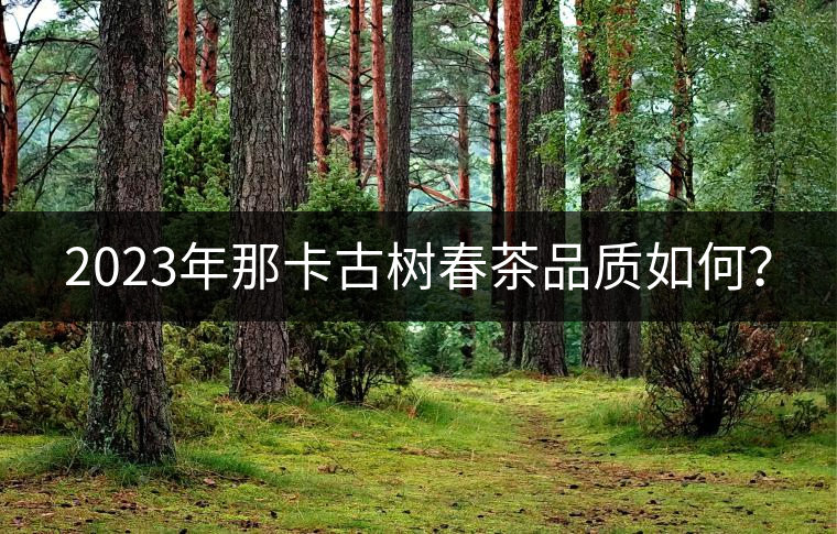 2023年那卡古樹(shù)春茶品質(zhì)如何？