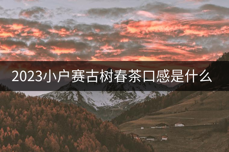 2023小戶賽古樹春茶口感是什么？