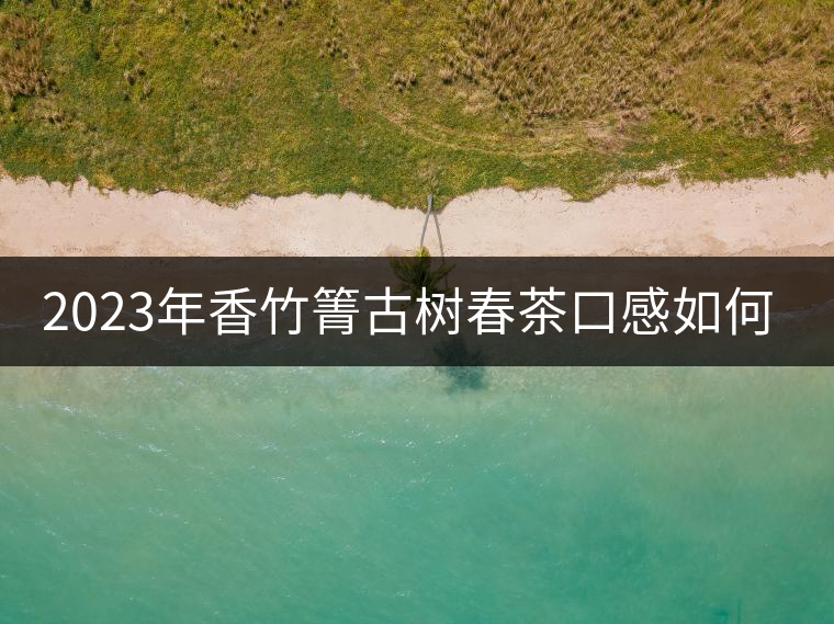 2023年香竹箐古樹春茶口感如何？